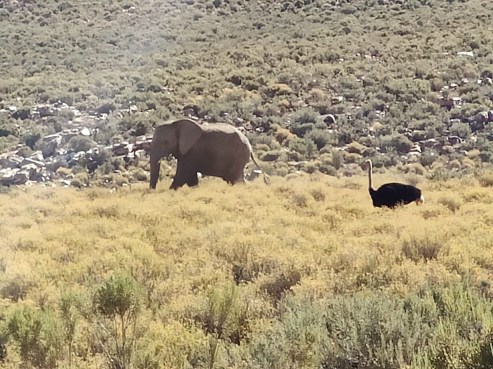 Aquila Game Reserve - Safari 37